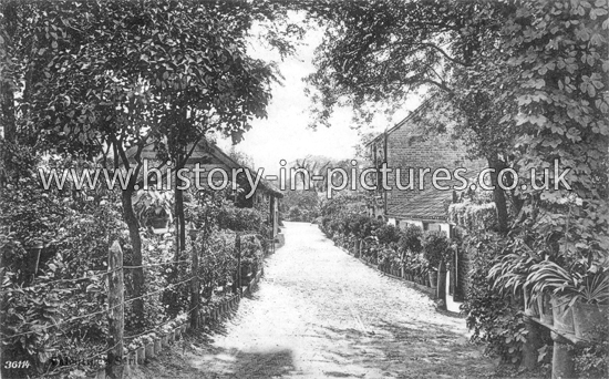 Cook's Orchard, Bostall Wood, Plumstead, London. c.1904
